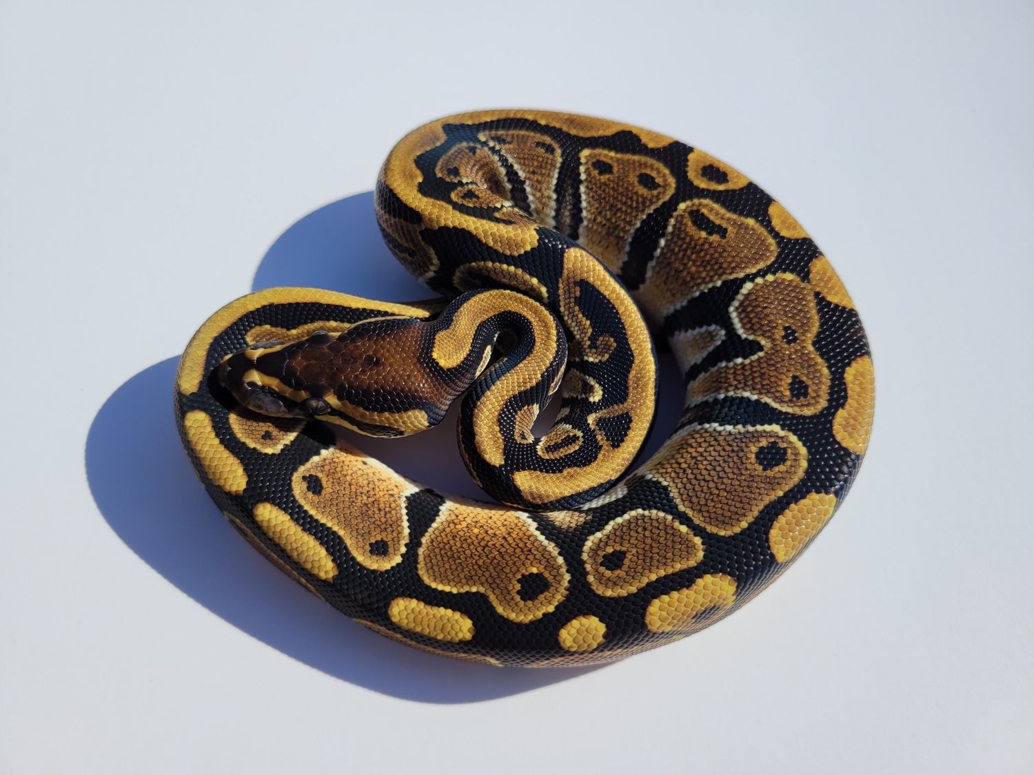 Het Pied Het Hypo Ball Python by AlottaSenseReptiles - MorphMarket