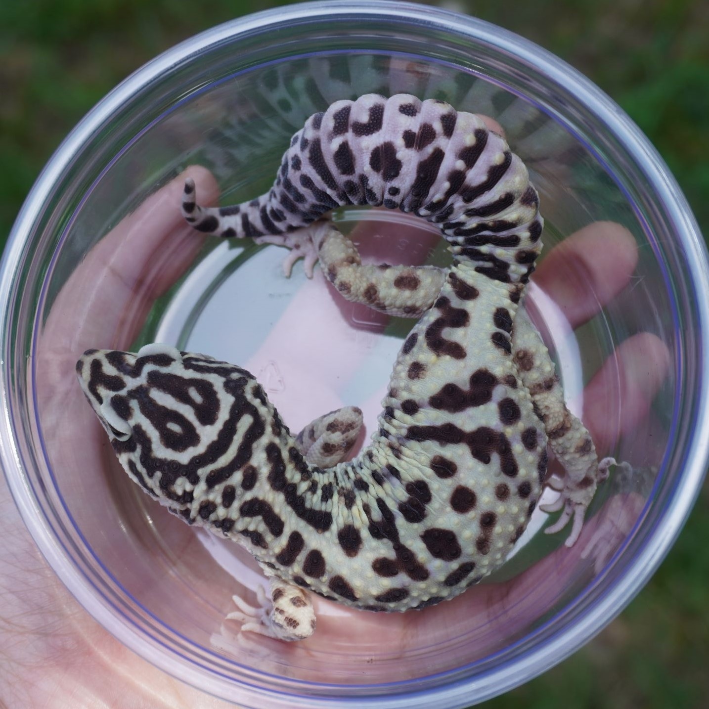 Bold Halloween Mask Leopard Gecko by Kawaii Geckos MorphMarket