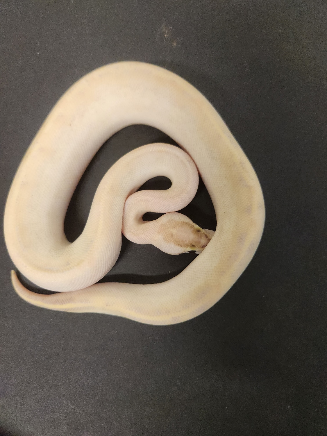 Pastel Ivory Ball Python by Tangled tails reptiles - MorphMarket