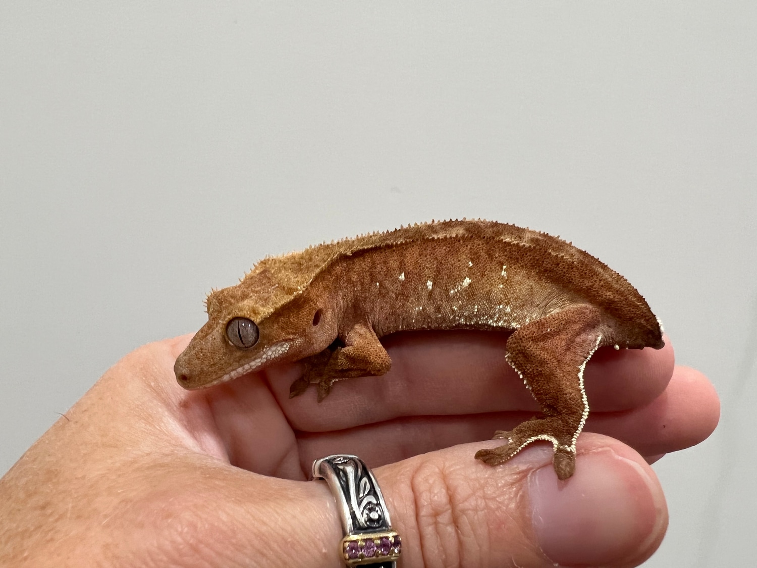 Red Porthole Crested Gecko by Tara Leigh's Cresties - MorphMarket