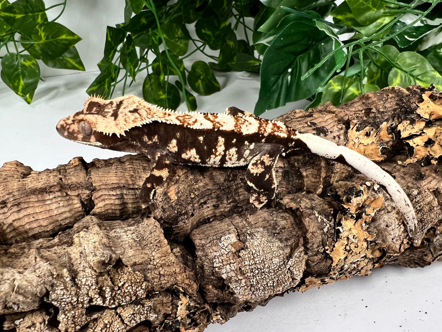 Small Dark & Handsome :p Crested Gecko by Tara Leigh's Cresties ...