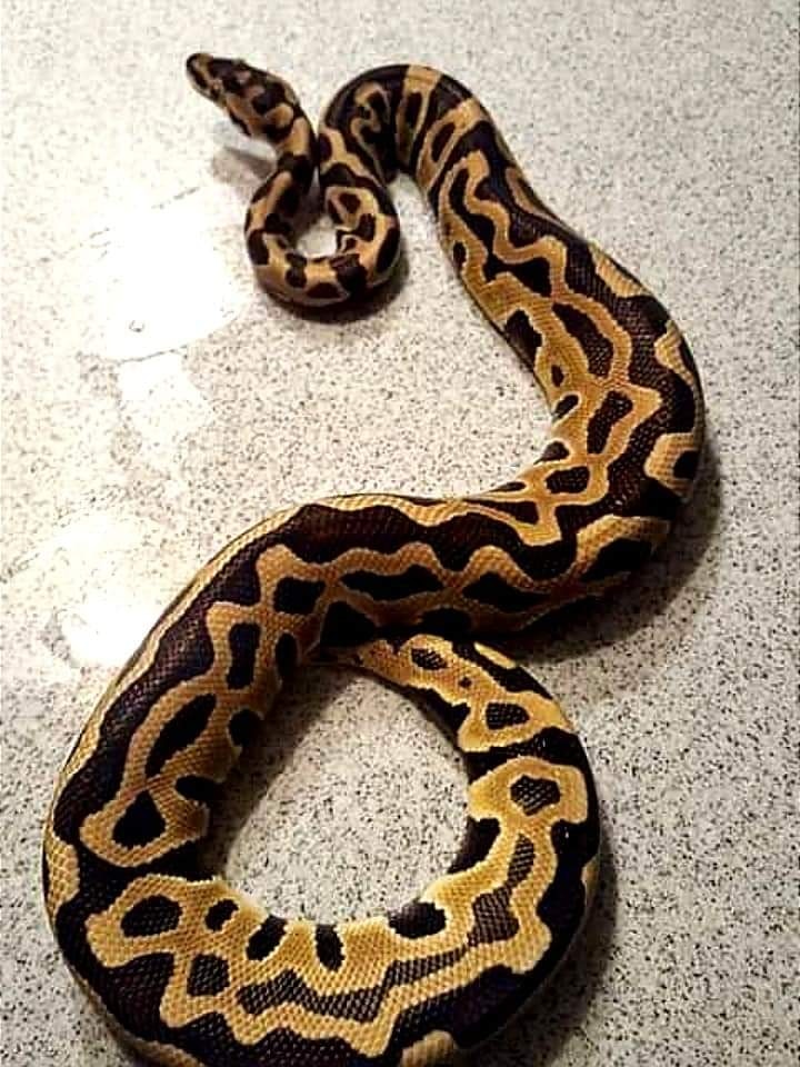 Import Ball Python by Passion Pets - MorphMarket
