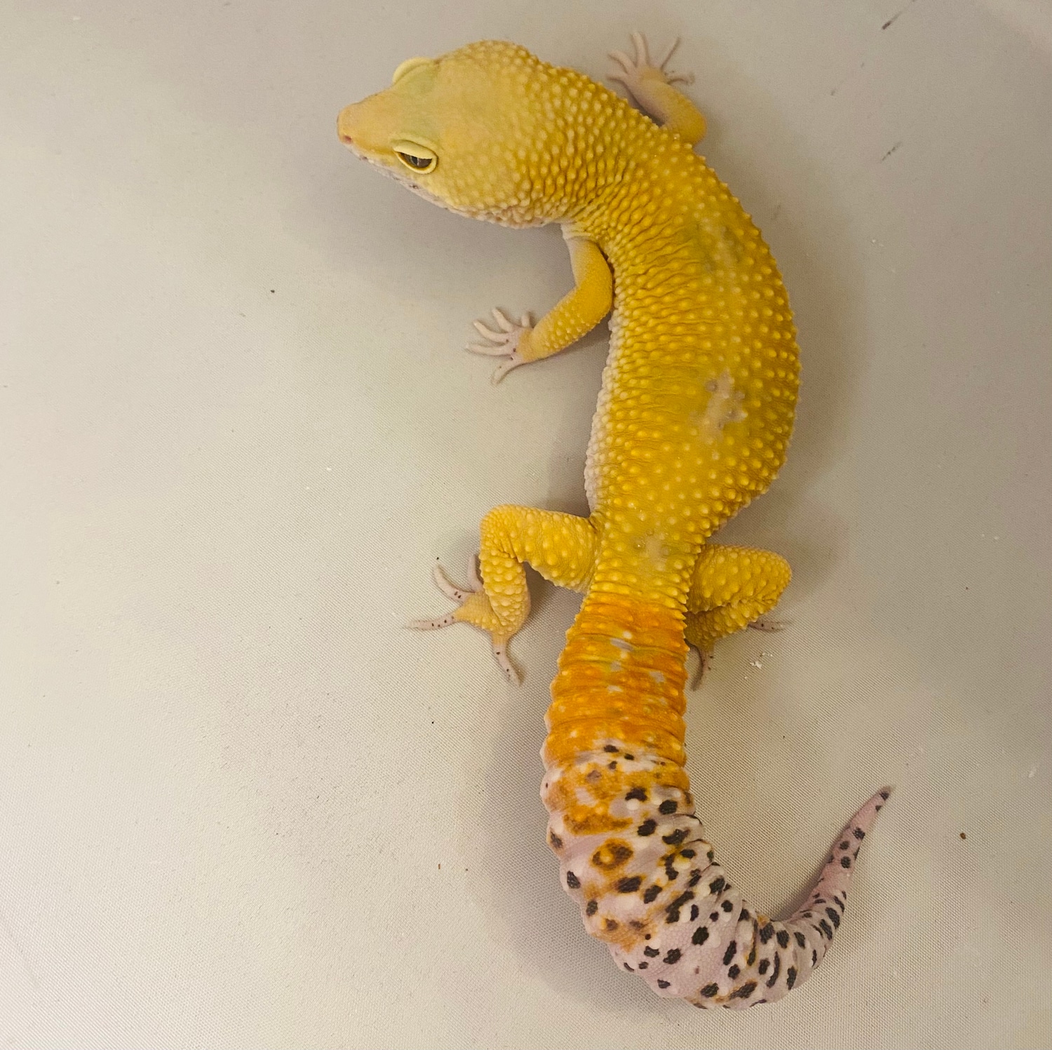 Hypo Carrot Tail Baldy Leopard Gecko by MicroWilderness MorphMarket