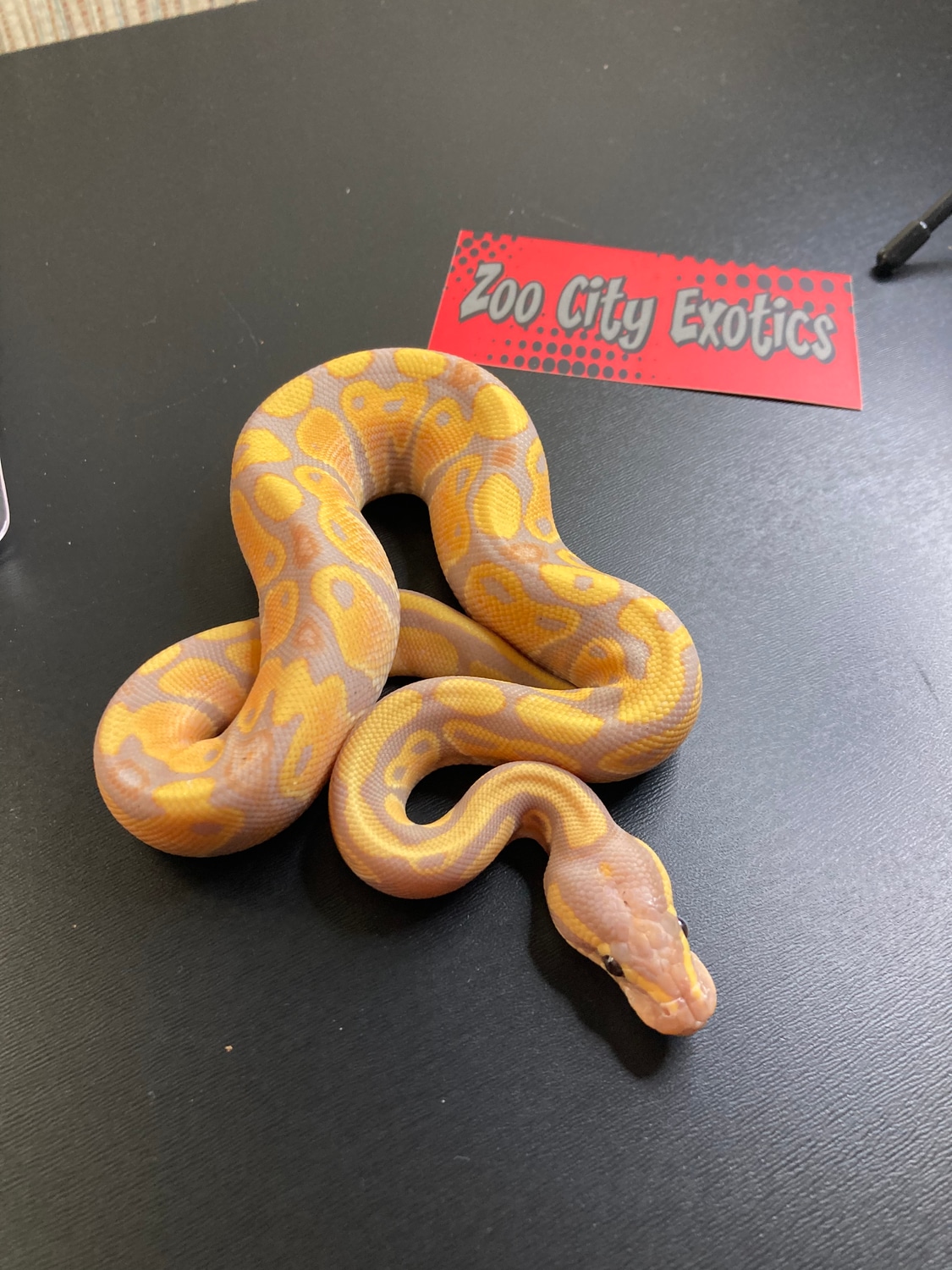 Banana Asphalt/Yellowbelly Ball Python by Zoo City Exotics, LLC