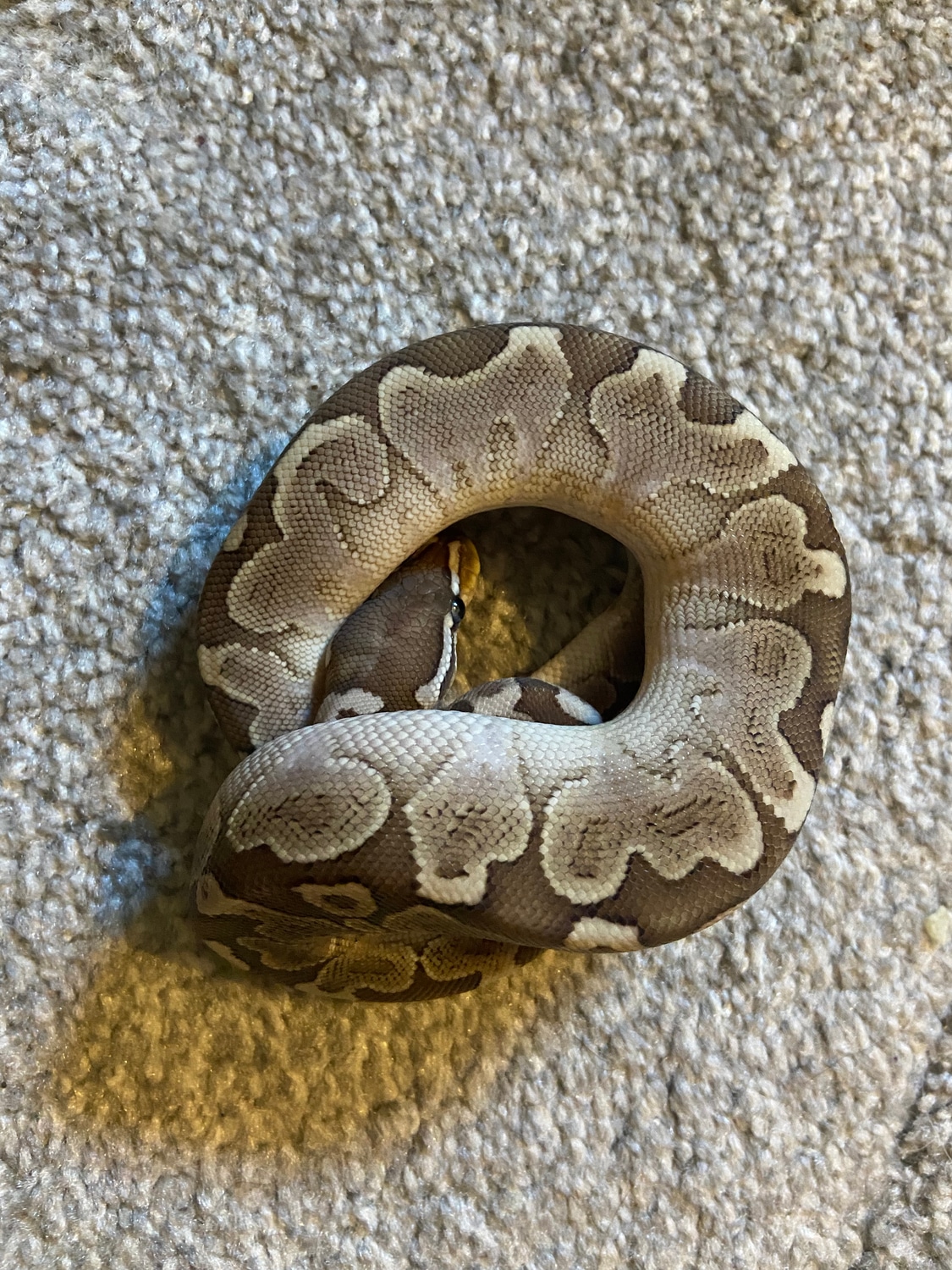 Bamboo Ball Python by Menagerie Morphs - MorphMarket