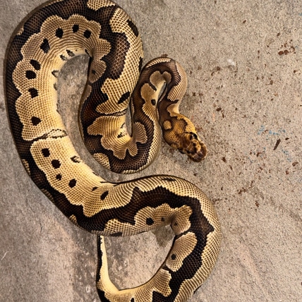 Clown Het Lavender Ball Python