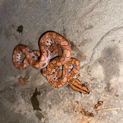 Hypo Poss Het Albino Brazilian Rainbow Boa
