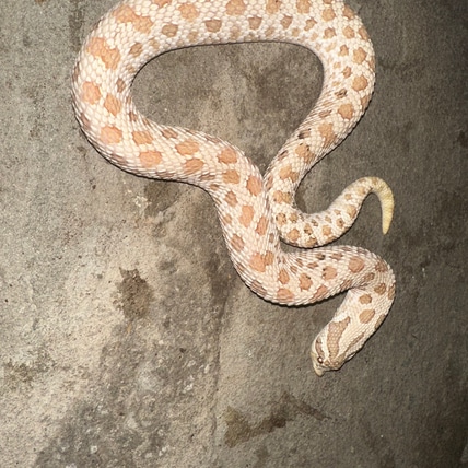Arctic Toffee 66% Ph Toxic Western Hognose