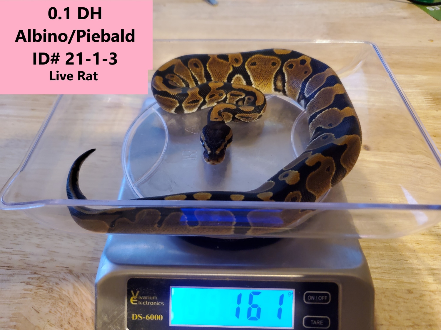 DH Albino/Piebald Ball Python by Monkey Bottom Reptiles - MorphMarket