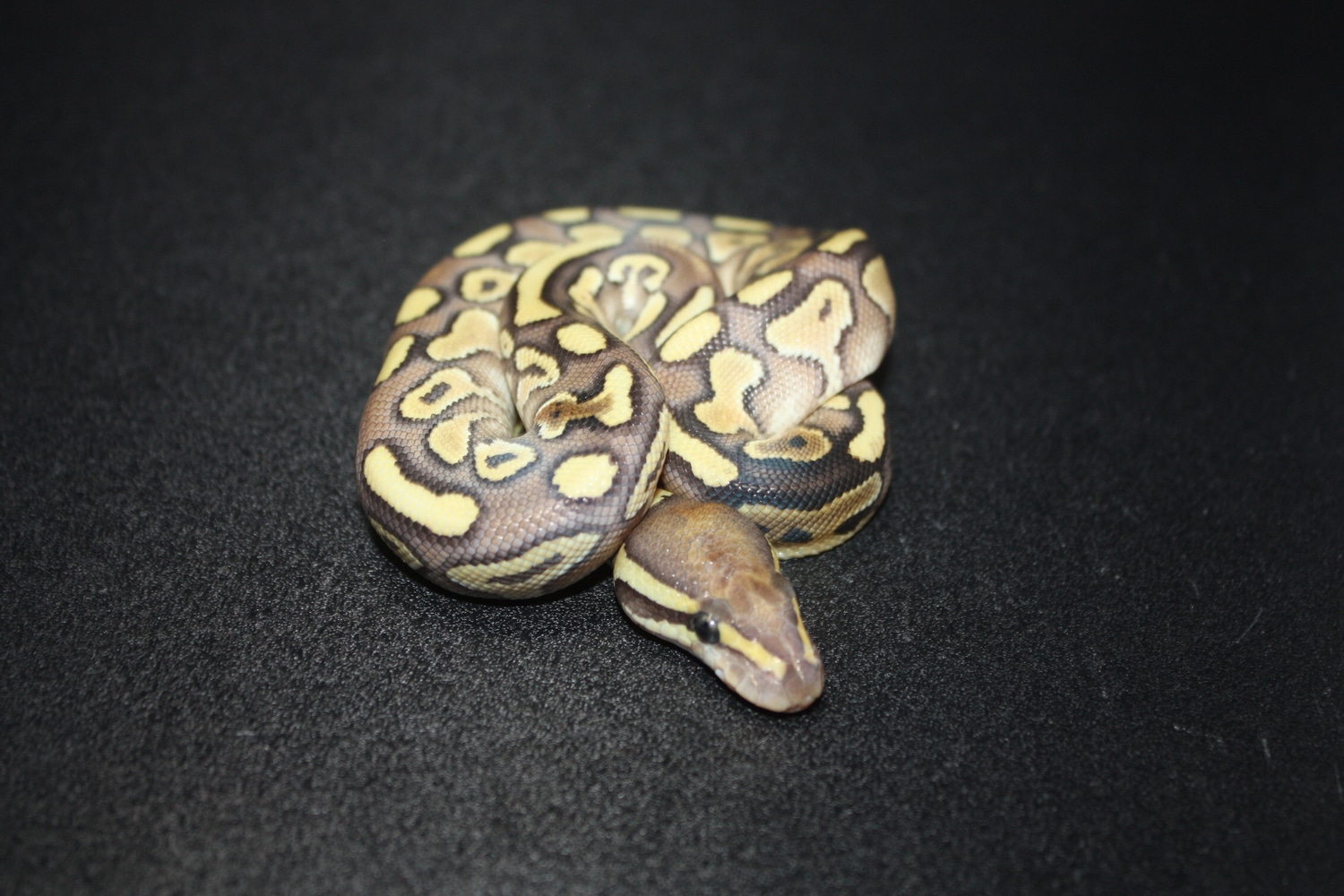 Lesser Yellowbelly 50% Het Clown (Shark Mouth) Ball Python by Taylored ...
