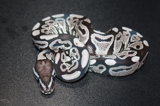 ($50 Shipping Credit) VPI Axanthic 50% Hypo Pos Het Clown,Albino Ball ...