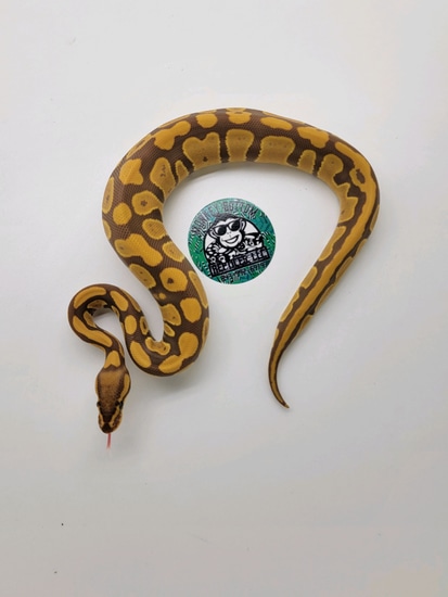 23-26-03 Ultramel Het Piebald Ball Python by Monkey Bottom Reptiles