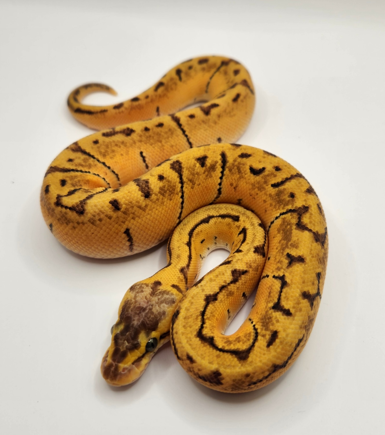 Pastel Enchi Pinstripe 100 Het Desert Ghost Ball Python by Breakfast