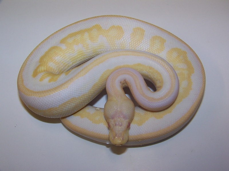 Cinnamon Mahogany Albino Ball Python by Taylor Made Morphs - MorphMarket