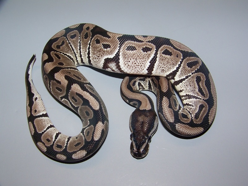 VPI Axanthic 66% Het Lavender Albino Ball Python by Taylor Made Morphs ...