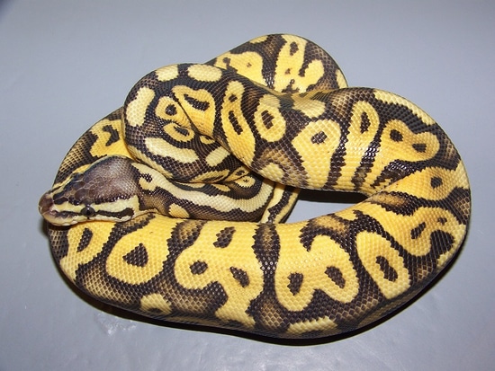 Super Pastel Yellow Belly Or Gravel Ball Python by Taylor Made Morphs