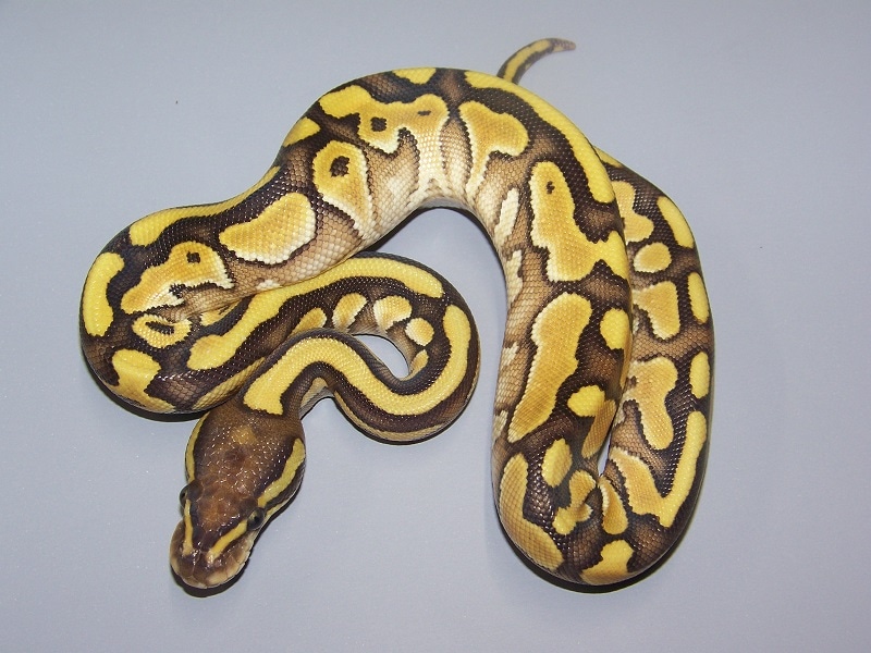 Butter Yellow Belly Ball Python by Taylor Made Morphs - MorphMarket