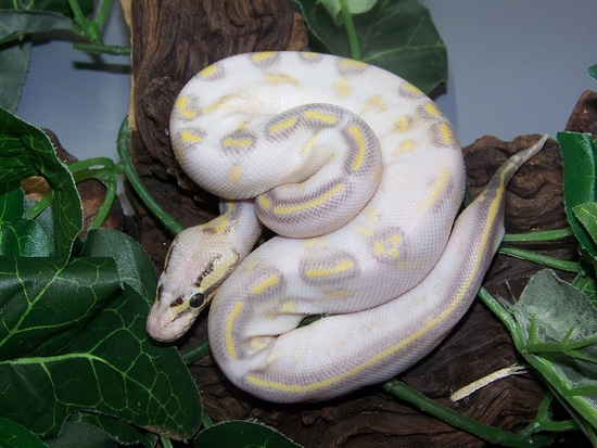 Super Pastel Highway Ball Python by Taylor Made Morphs