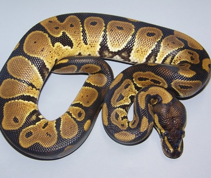 Lavender Albino 50% Het VPI Axanthic Ball Python by Taylor Made Morphs ...