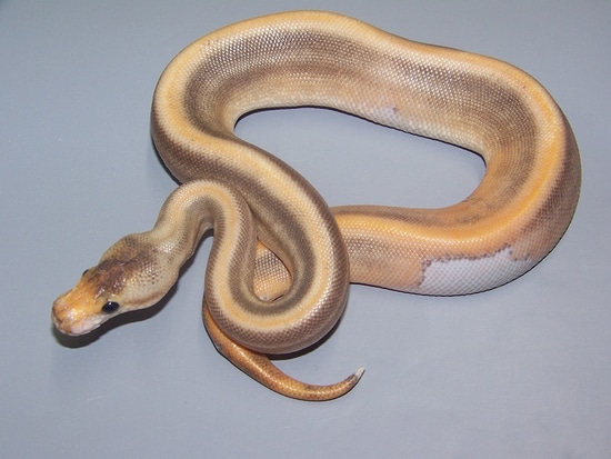Black Pastel Champagne Ball Python by Taylor Made Morphs