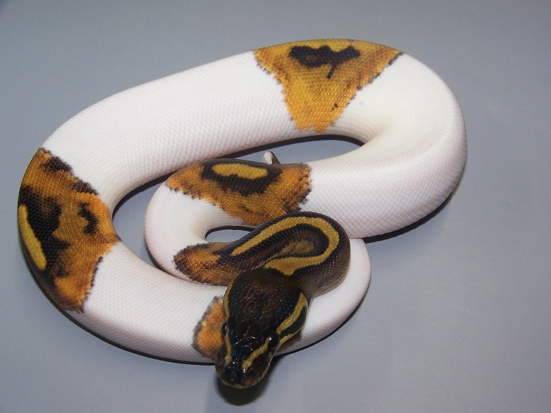 Pied Ball Python by Taylor Made Morphs - MorphMarket