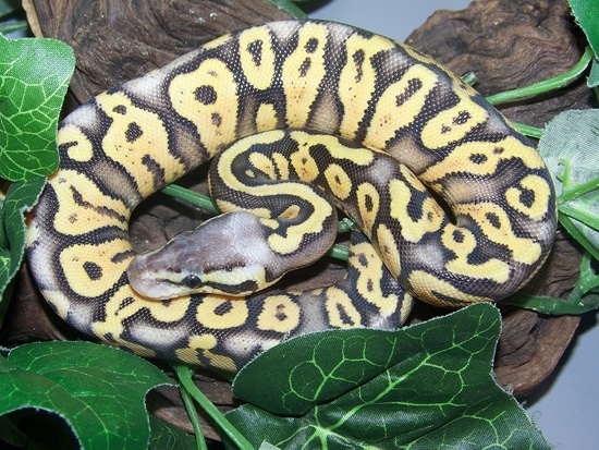 Super Pastel Gravel Or Yellow Belly Ball Python by Taylor Made Morphs