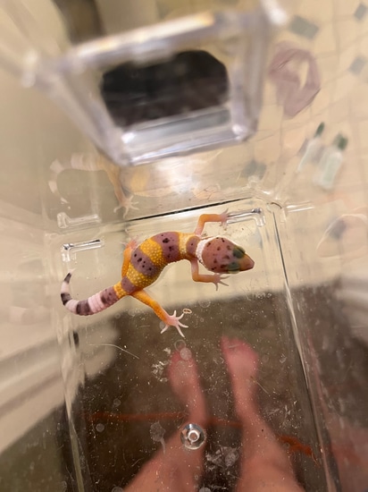 2023-08: Getgo X Goop-1 Leopard Gecko by TT’s Tails