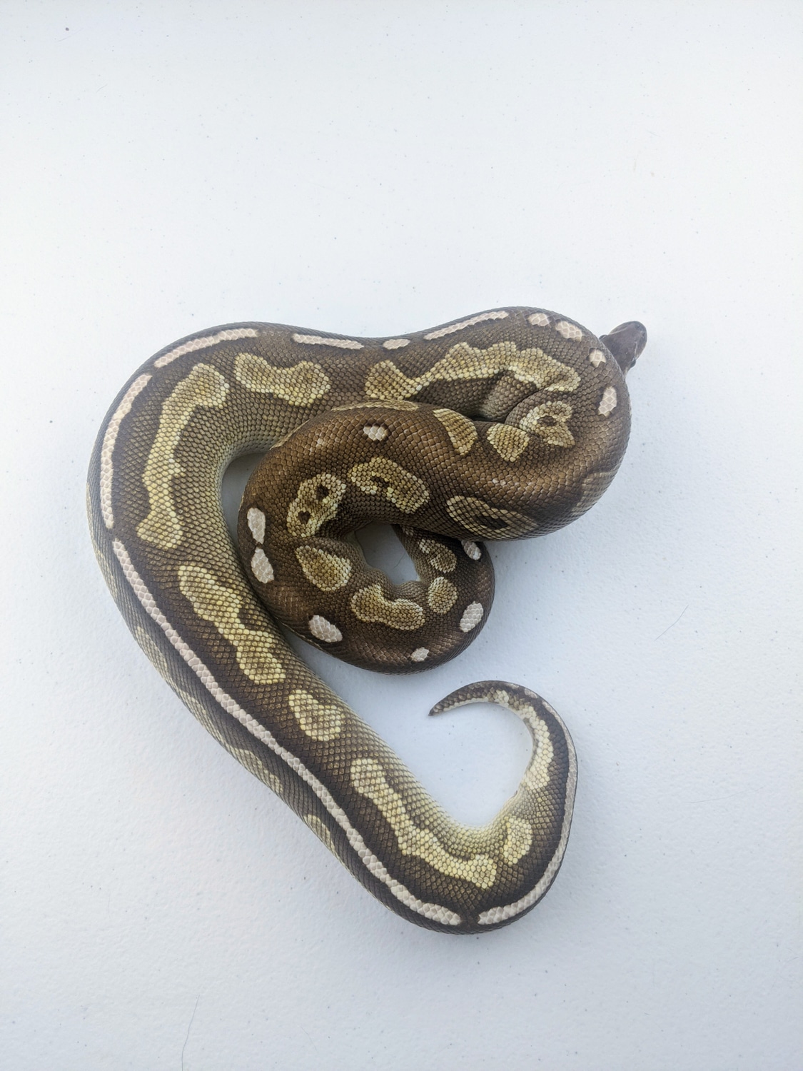 Cinnamon Lesser Ball Python by TBM Reptiles - MorphMarket
