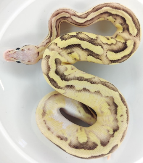 Pastel Disco Fire Het Clown Ball Python by TBM Reptiles