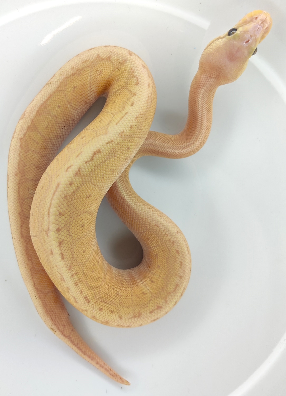 Banana Lemonblast Red Stripe Ball Python by TBM Reptiles MorphMarket