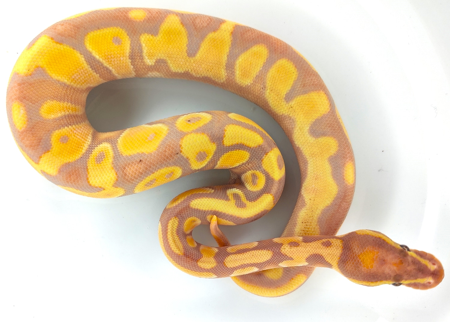 Banana Super OD Ball Python by TBM Reptiles MorphMarket