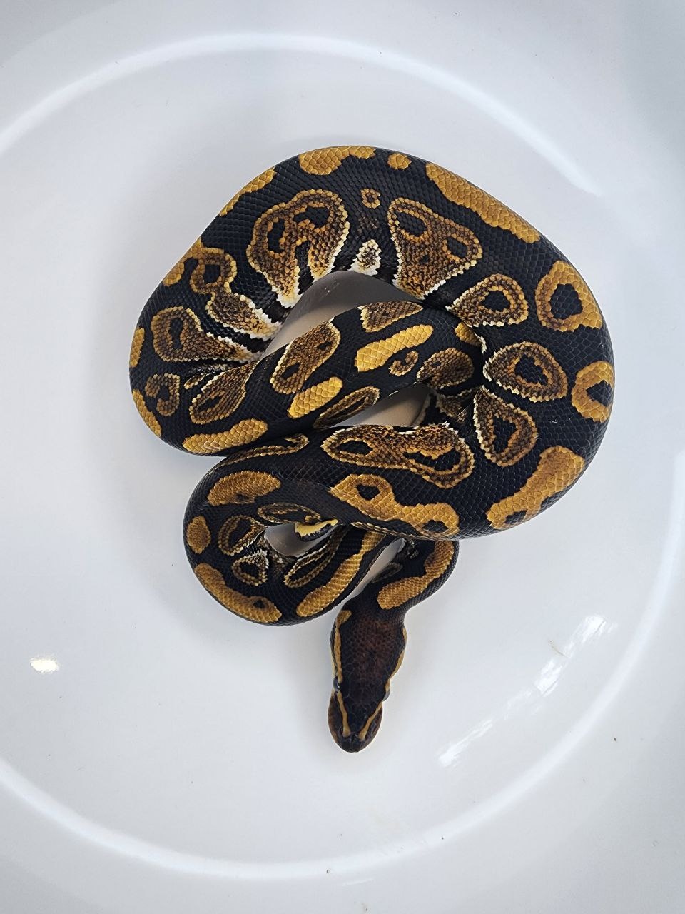 Het Sunset Ball Python by TBM Reptiles - MorphMarket