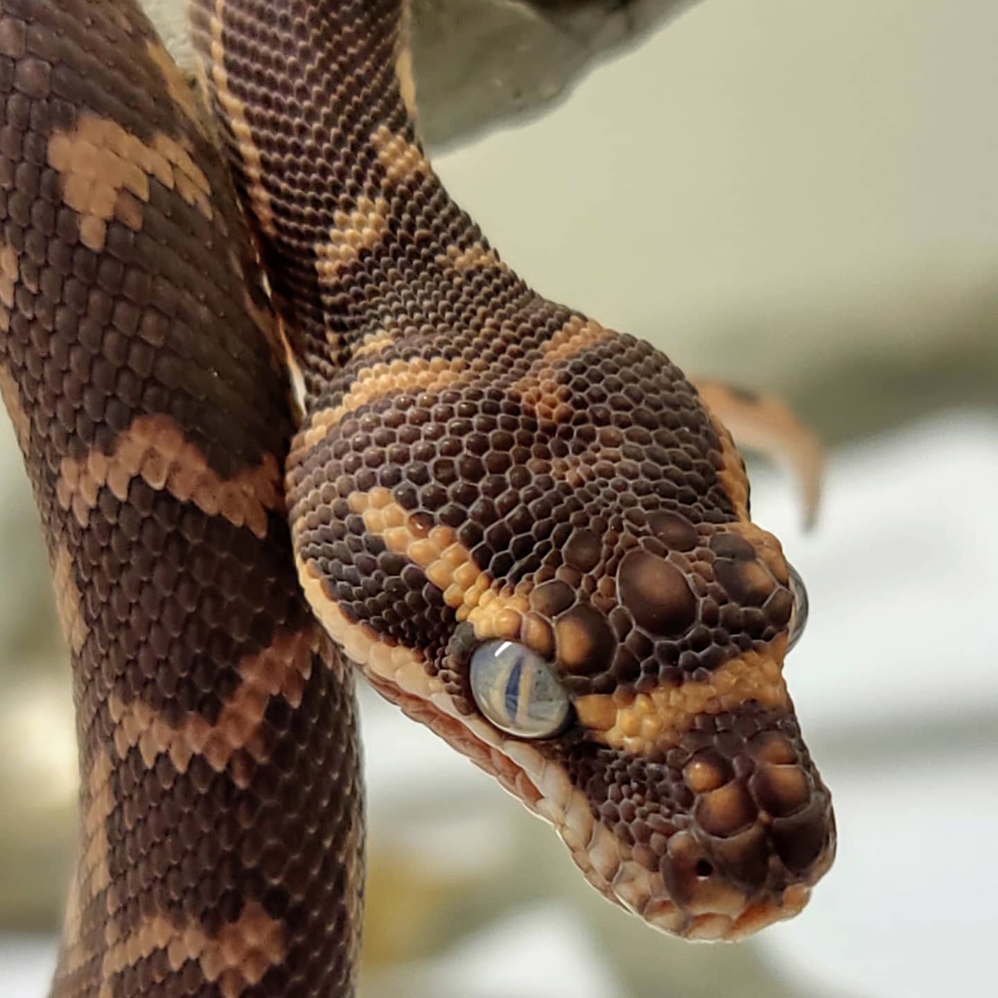 Rough-scaled Python by TB Snakes - MorphMarket