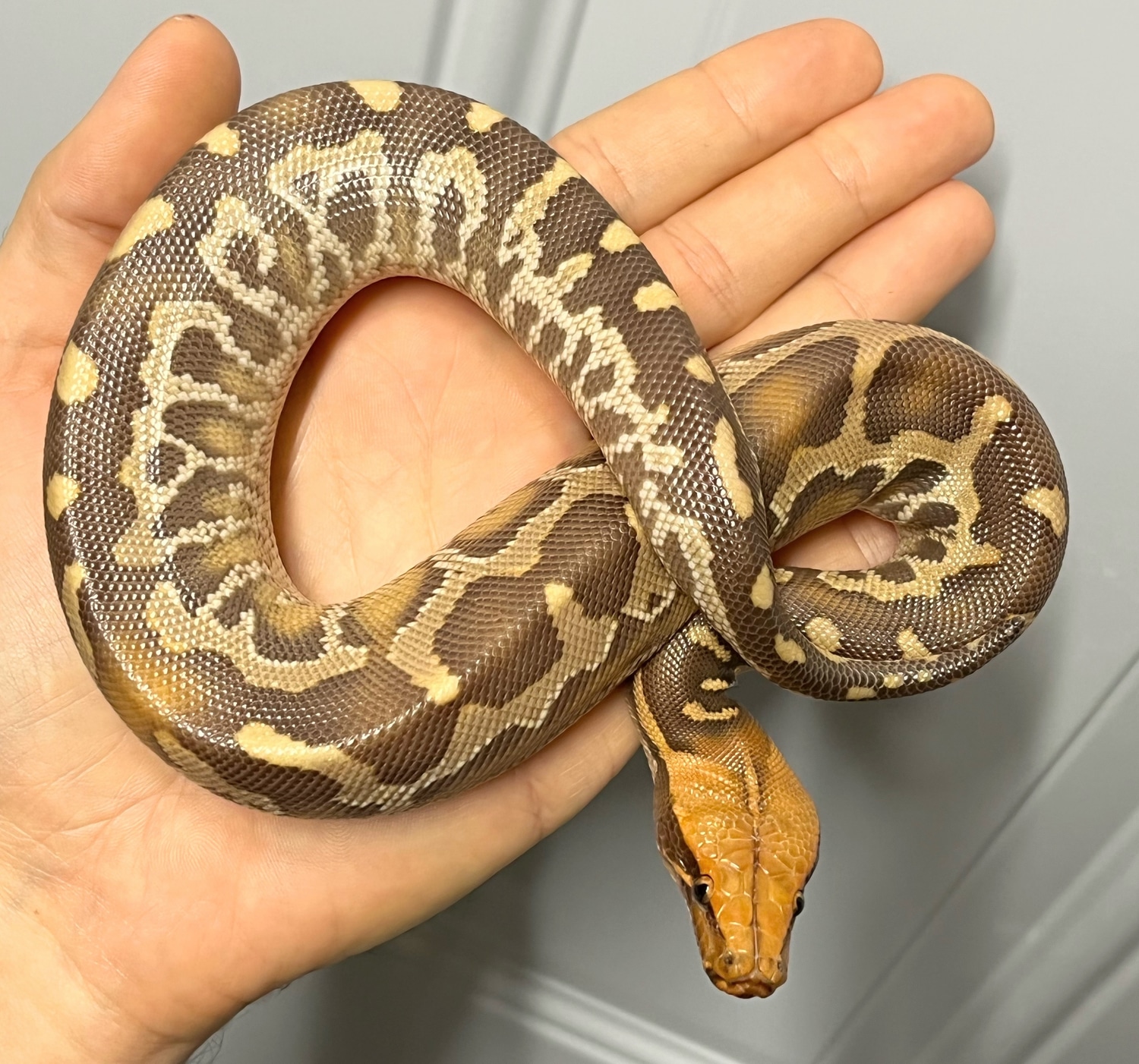 Male Caramel Albino Sumatran Short-tailed Python by TB Snakes - MorphMarket