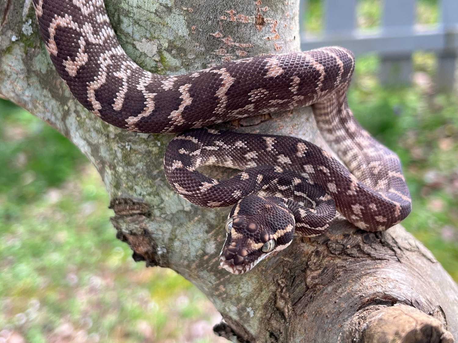 Morelia Carinata Rough-scaled Python by TB Snakes - MorphMarket