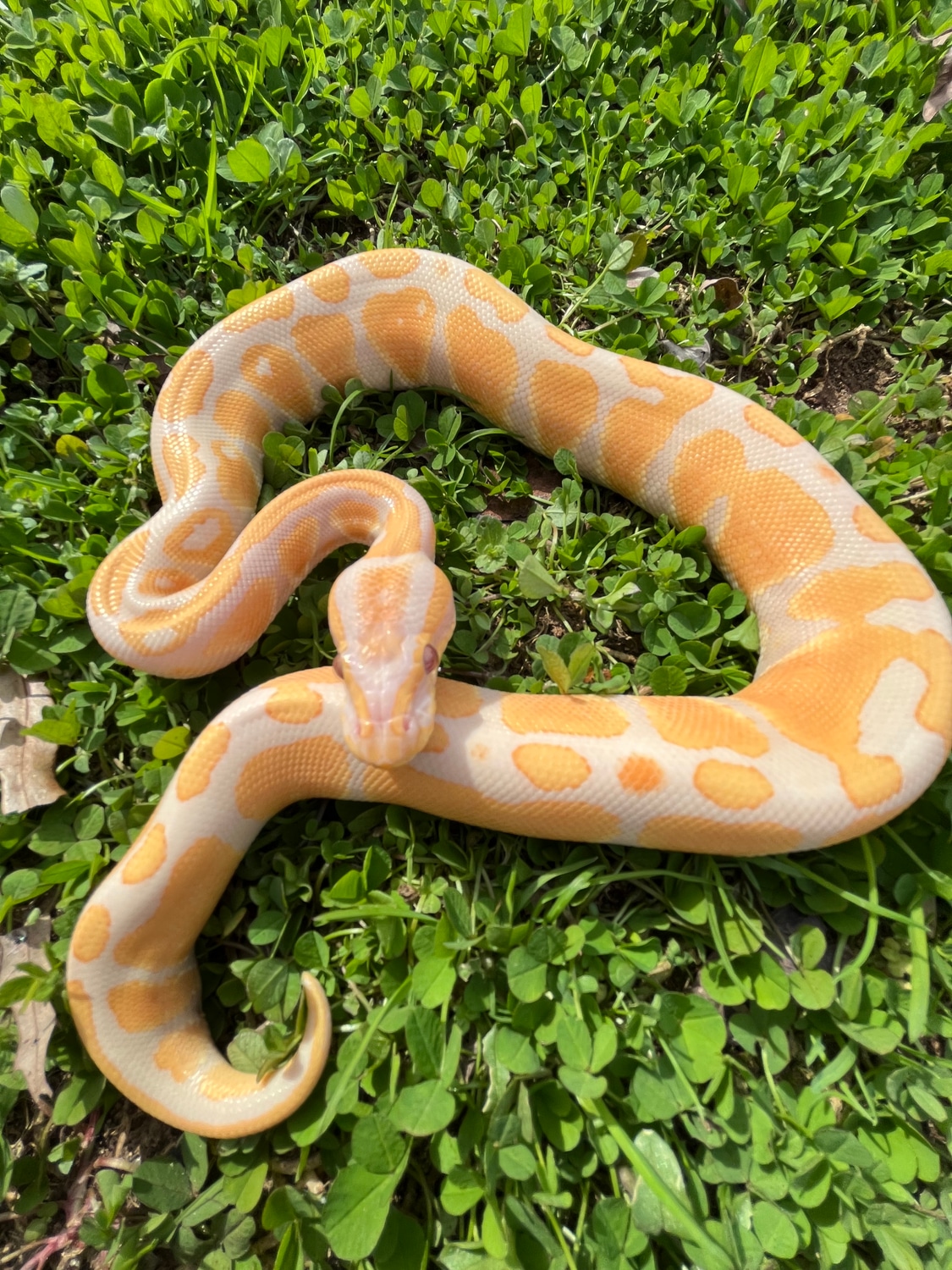 Lavender Albino Ball Python by TB Snakes - MorphMarket