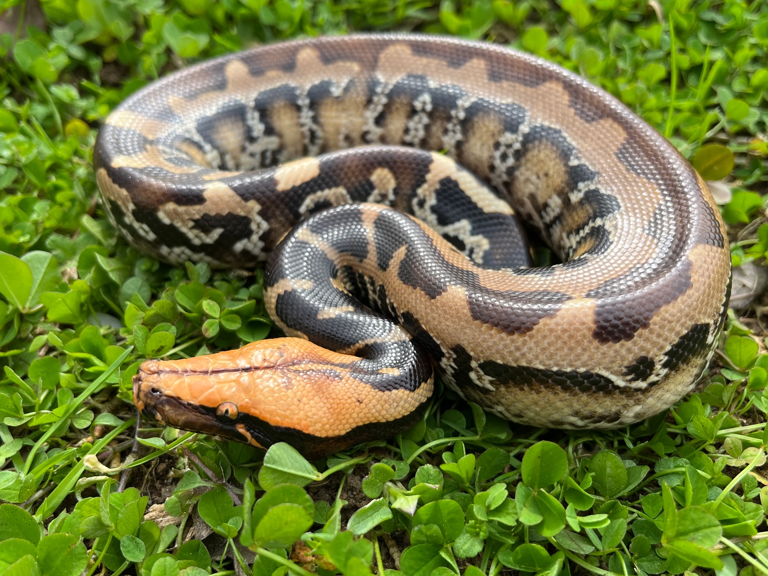 Het Caramel Albino Sumatran Short-tailed Python by TB Snakes - MorphMarket