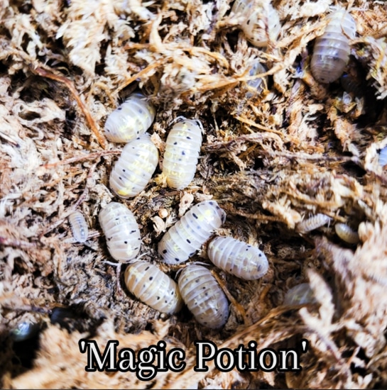Magic Potion (Japanese Line) 20CT Isopod by Lizzys In A Box