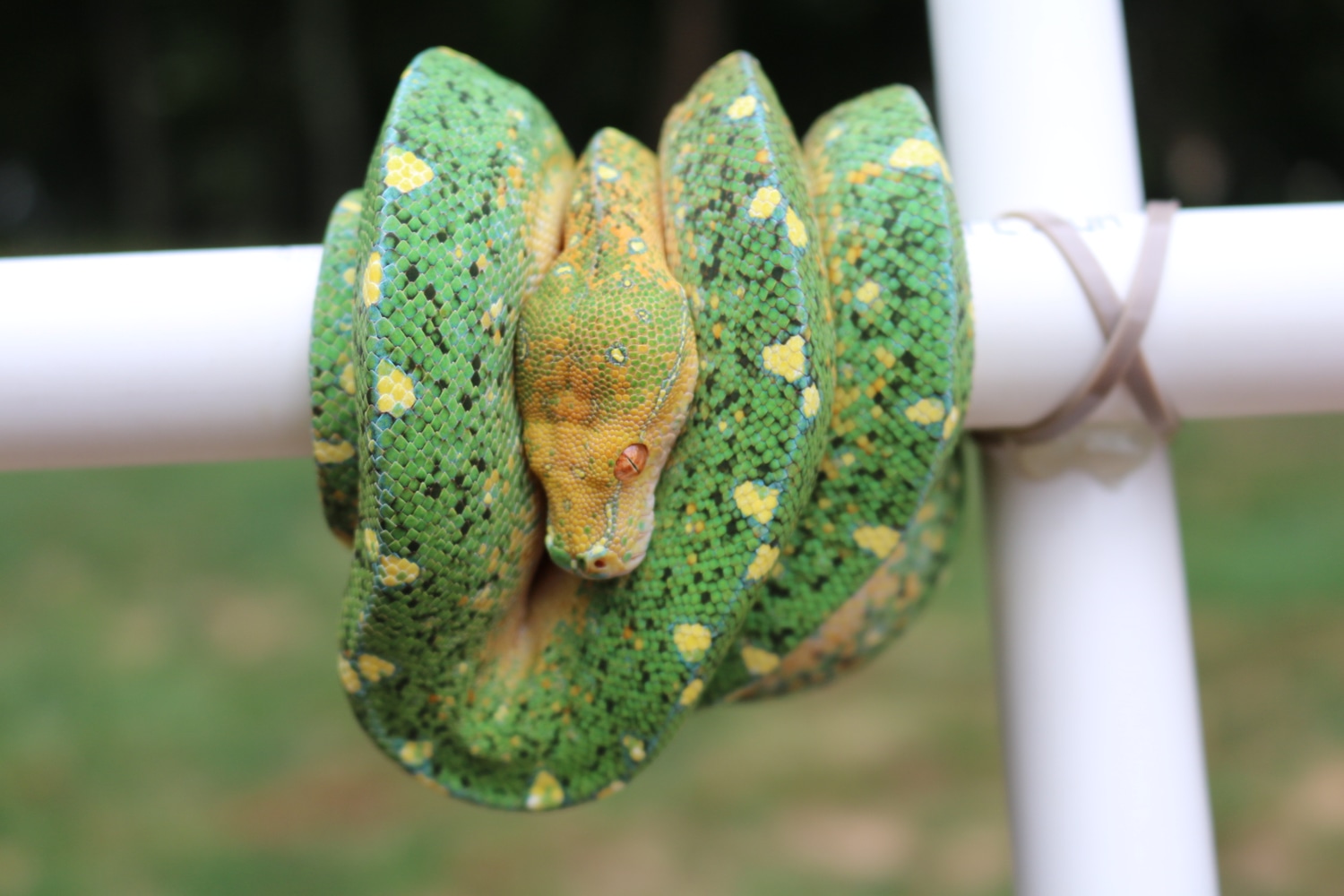 USCB Biak X Cyclops Green Tree Python by Thomas Budway - MorphMarket