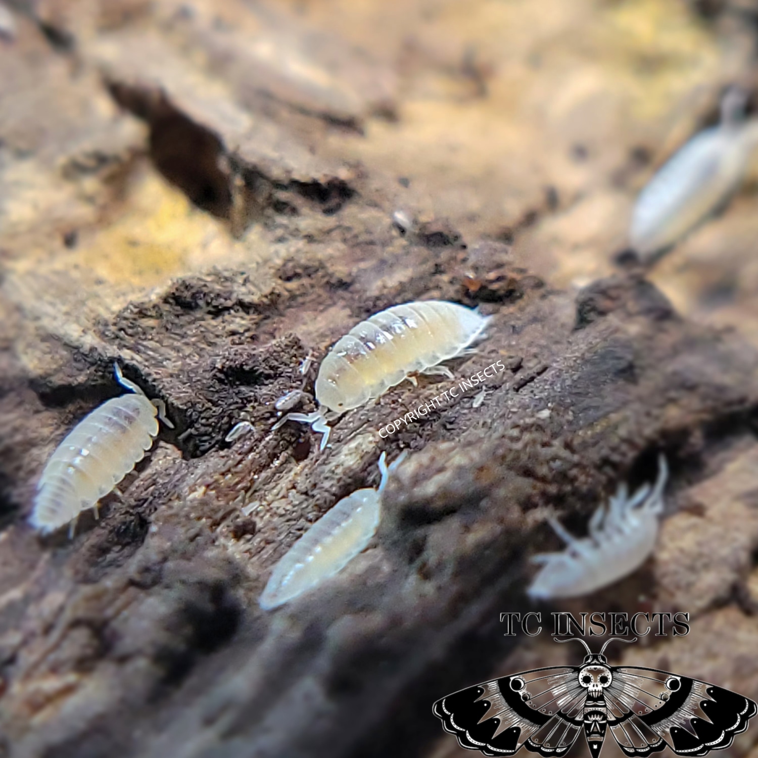 Dwarf White ” | Trichorhina Tomentosa Isopod by TCINSECTS.com - MorphMarket