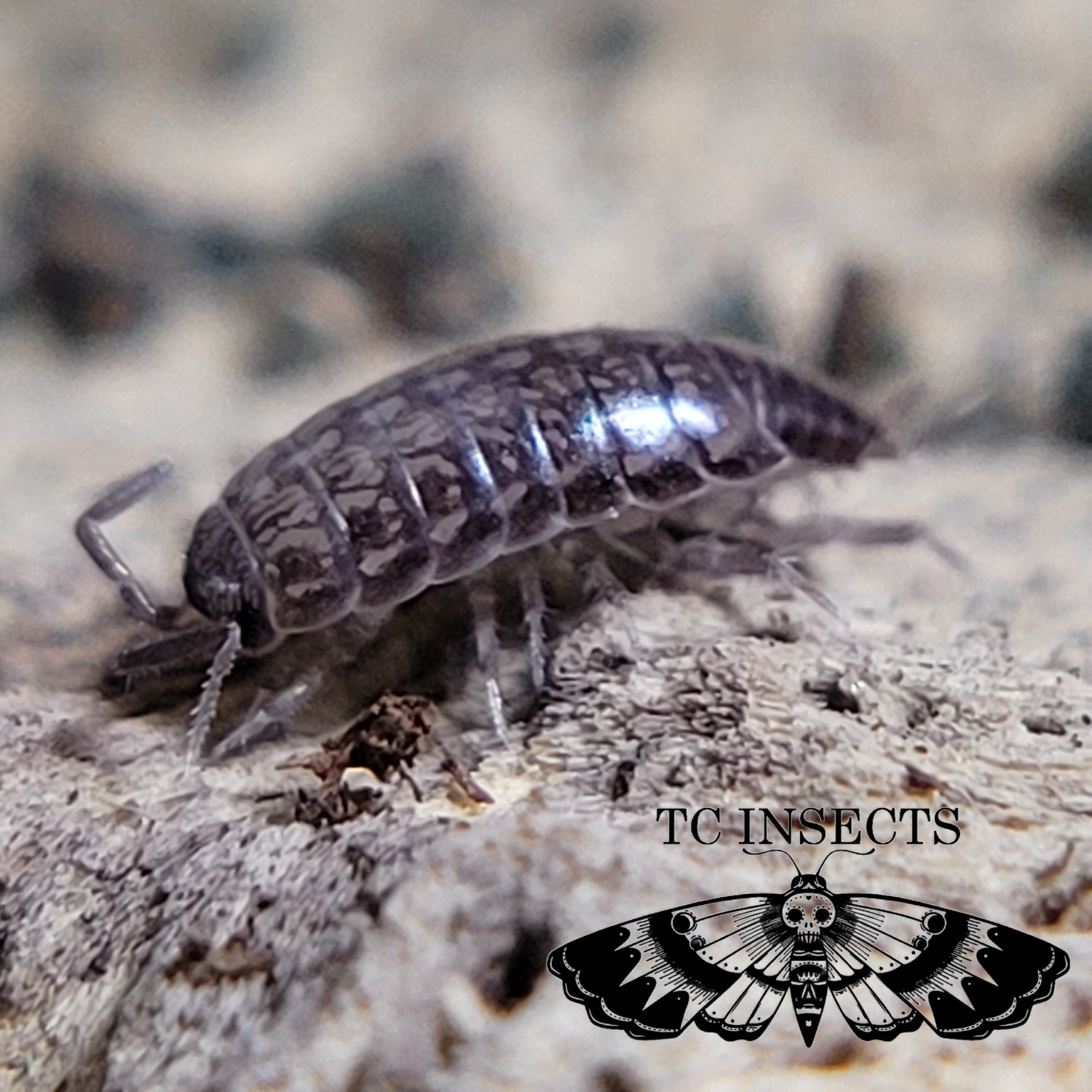 Florida Fast | Atlantoscia Floridana Isopod by TCINSECTS.com - MorphMarket