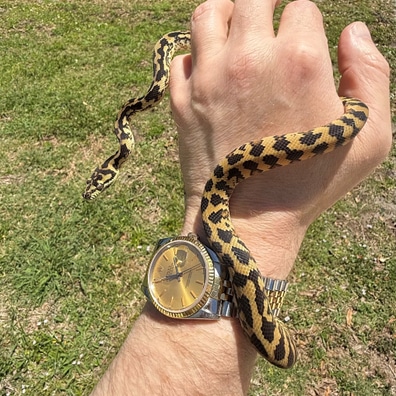 Carpet Pythons For Sale - MorphMarket US & Canada