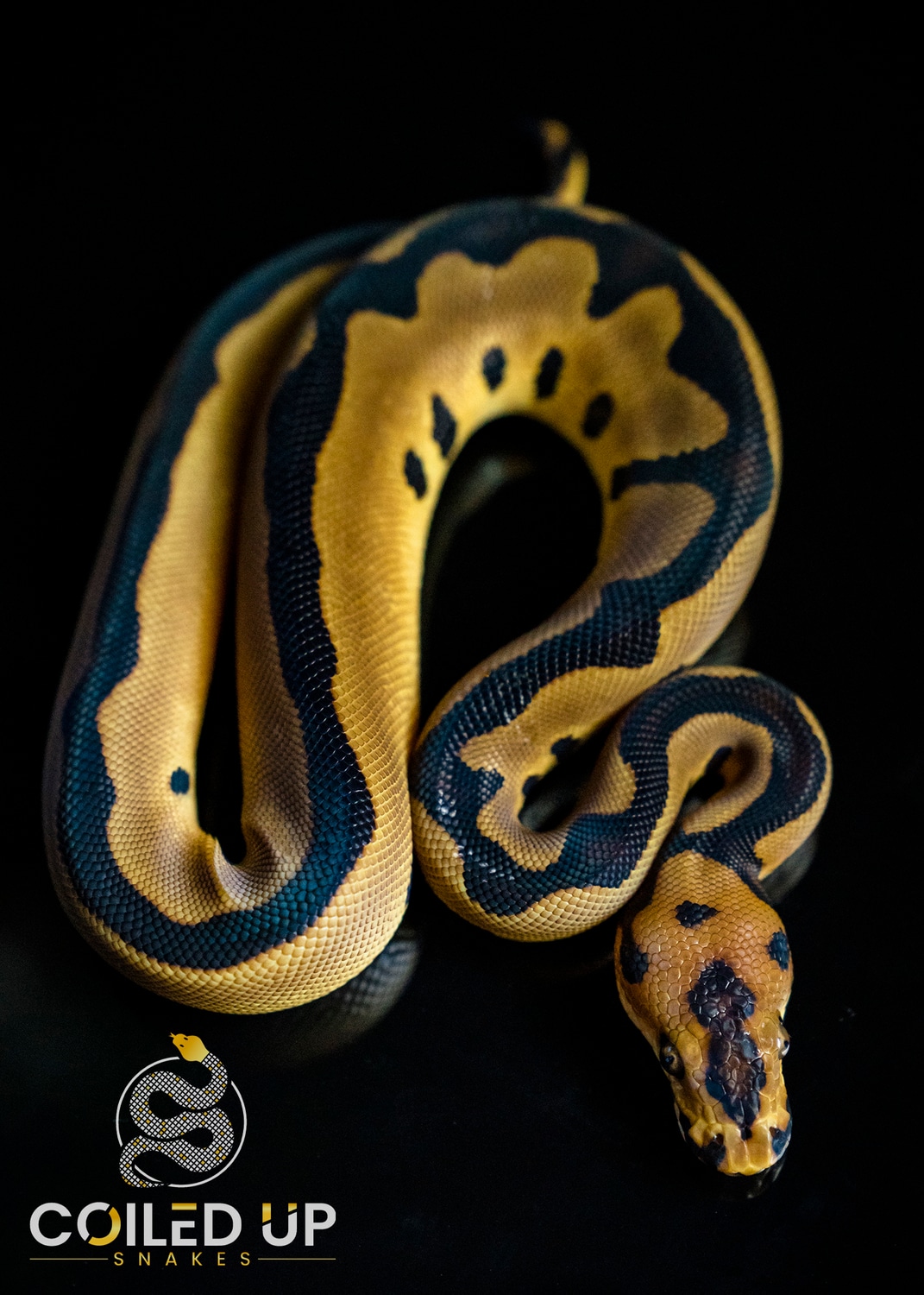 2022 Male Leopard Clown Ball Python by Coiled Up Snakes MorphMarket