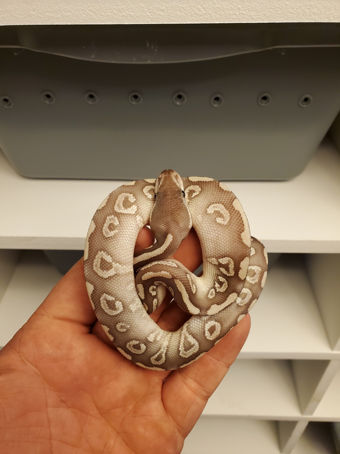Super Mystic Ball Python by TC Exotics LLC - MorphMarket