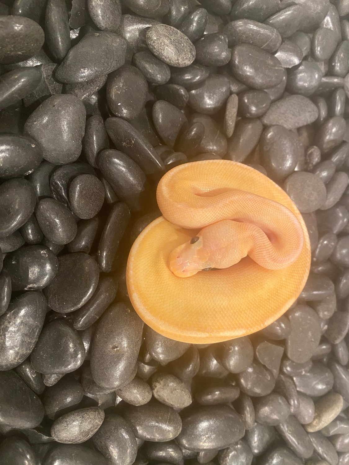 Banana Champagne Ball Python by Tropical Tom's MorphMarket