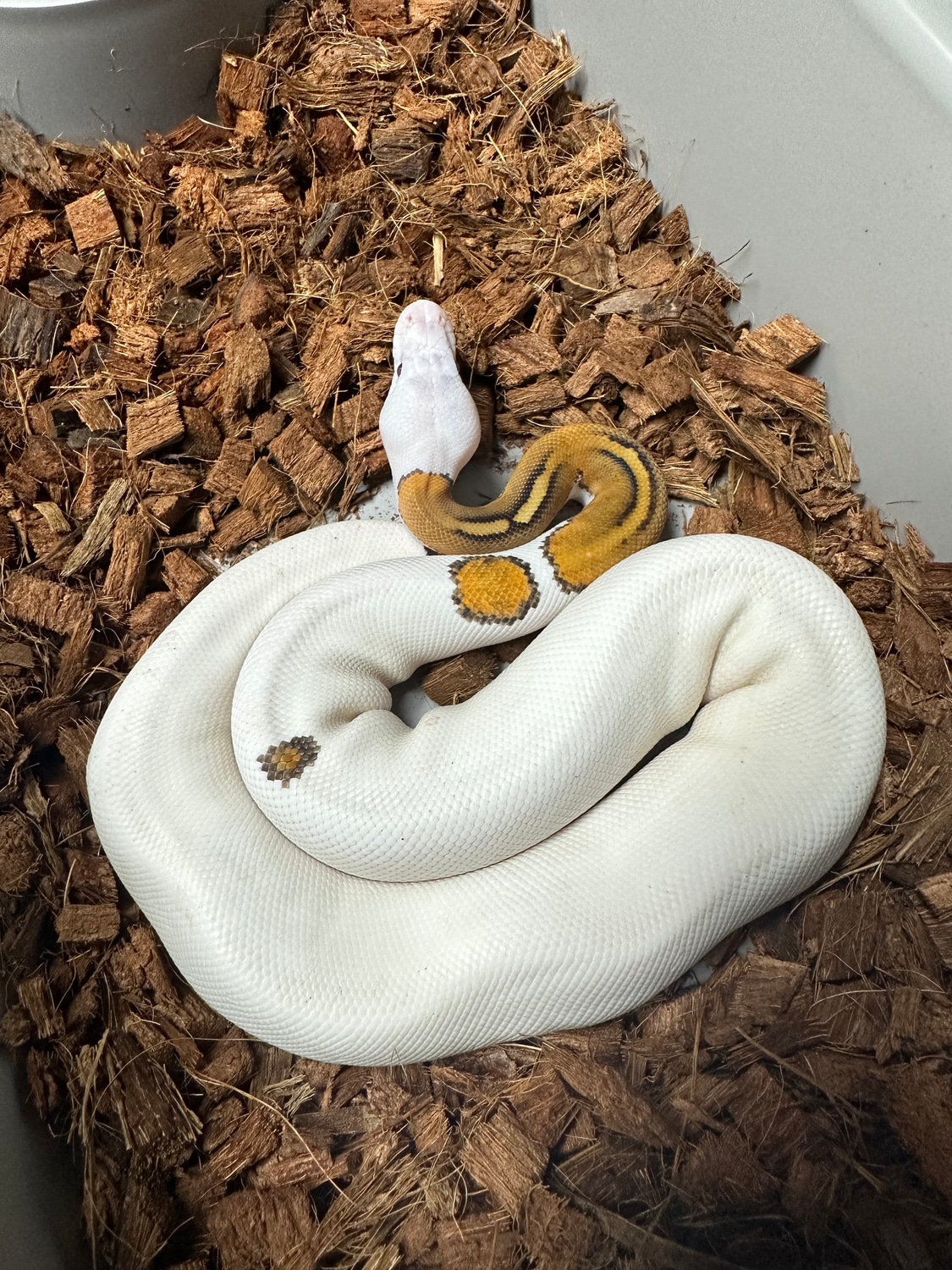 Pinto Piebald (Female) Ball Python by County Road Reptiles - MorphMarket