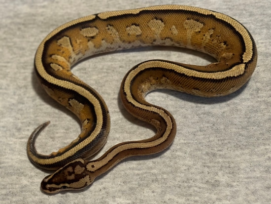 Spark Specter Ball Python by Twisted Creature Reptiles