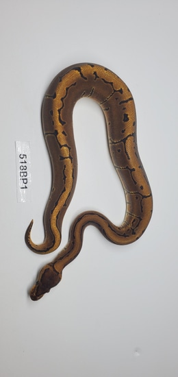 Firing Pin Ball Python by Tropic Cove Pet Store