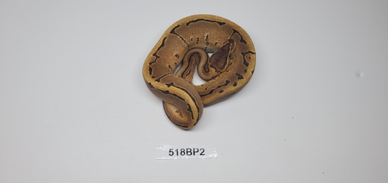 Firing Pin Citrus Pastel Ball Python by Tropic Cove Pet Store