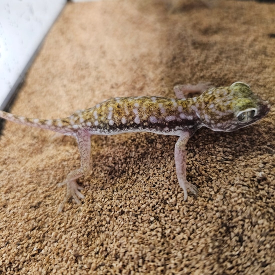 Egyptian Sand Gecko More Gecko By Tropic Cove egyptian-sand-gecko-more-gecko-by-tropic-cove